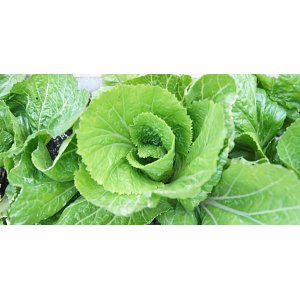青菜