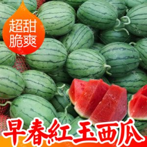 早春红玉西瓜种子 日本进口 早熟 皮薄红壤 水果西瓜 礼品2号R